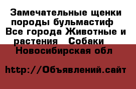 Замечательные щенки породы бульмастиф - Все города Животные и растения » Собаки   . Новосибирская обл.